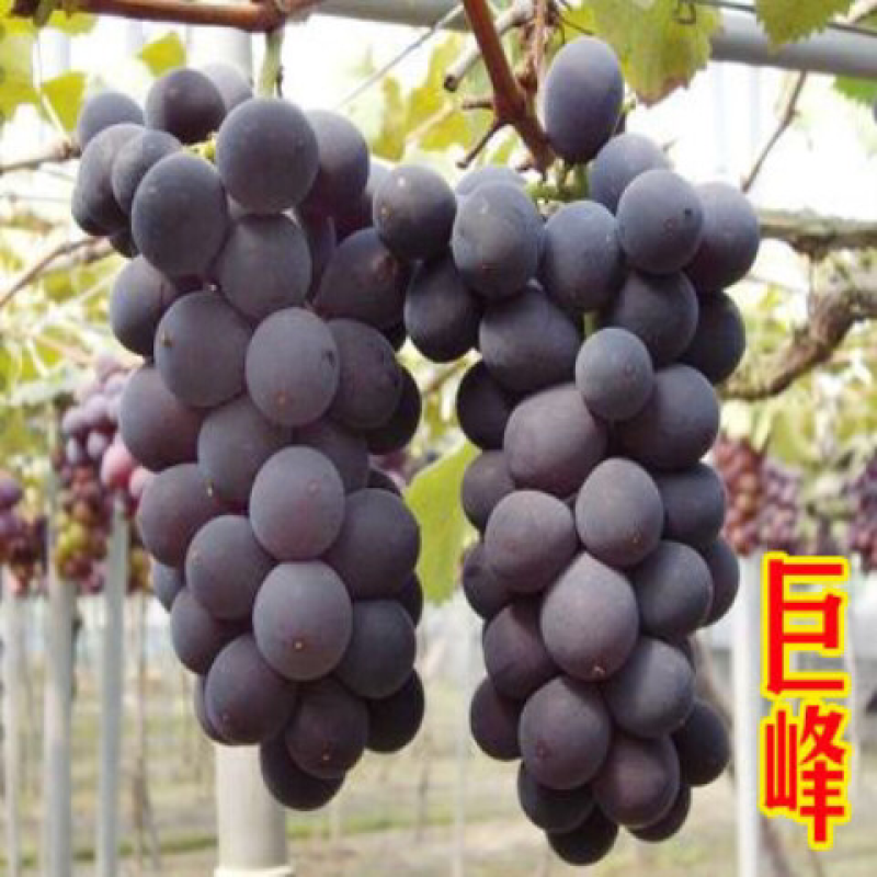 葡萄苗当年结果南方北方种植爬藤葡萄树苗盆栽地栽无核果树