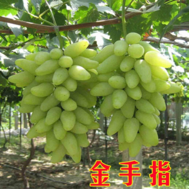 葡萄苗当年结果南方北方种植爬藤葡萄树苗盆栽地栽无核果树