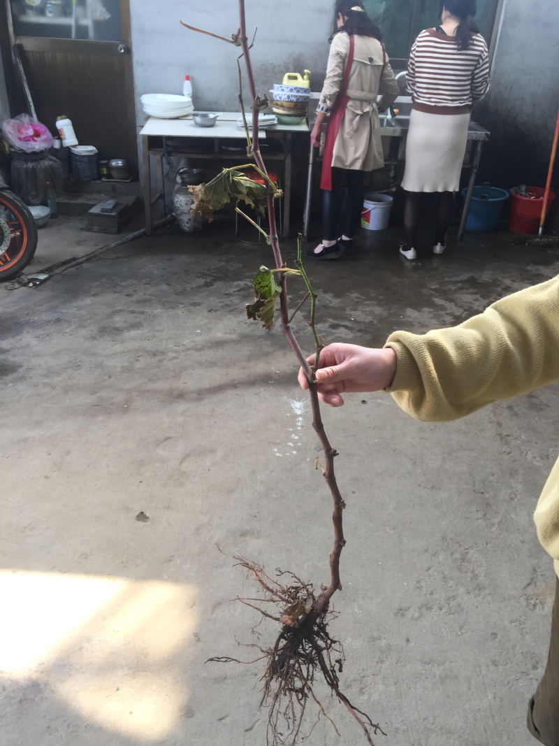葡萄苗当年结果南方北方种植爬藤葡萄树苗盆栽地栽无核果树