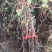 葡萄苗当年结果南方北方种植爬藤葡萄树苗盆栽地栽无核果树