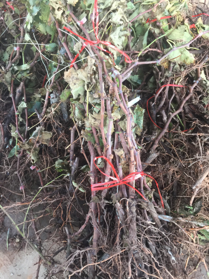 葡萄苗当年结果南方北方种植爬藤葡萄树苗盆栽地栽无核果树