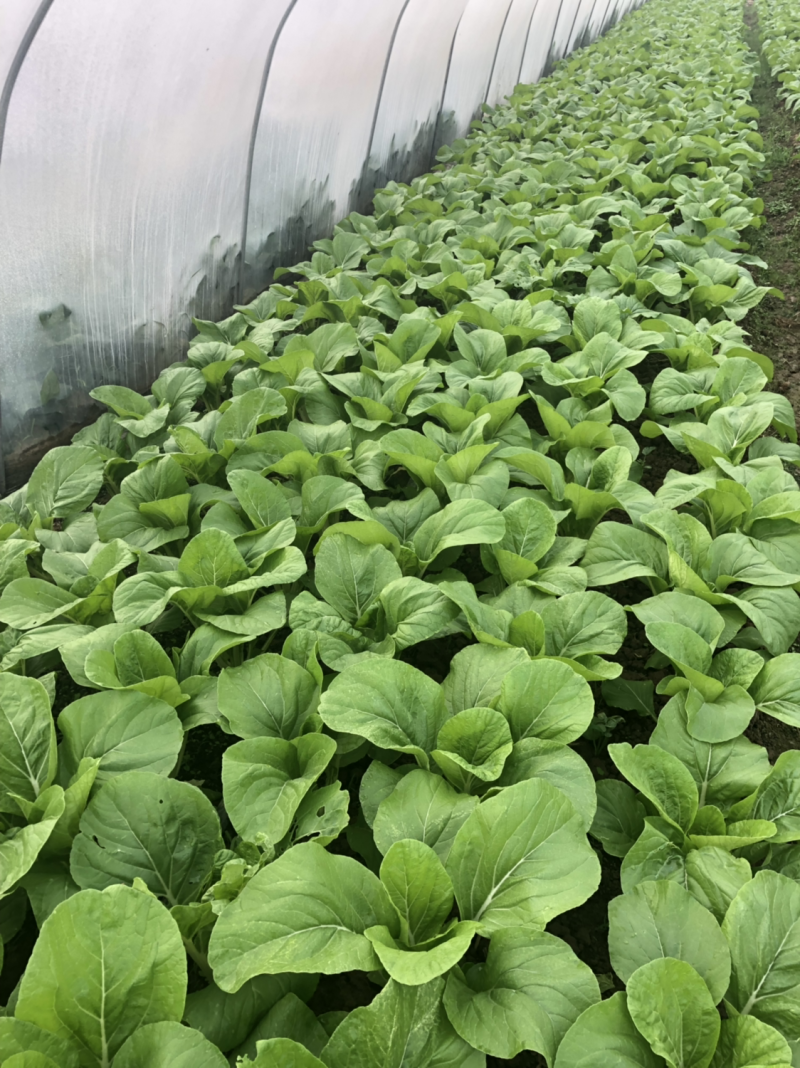 这是强几天拍的照片有二十亩大棚的白菜苔，质量很好无青虫