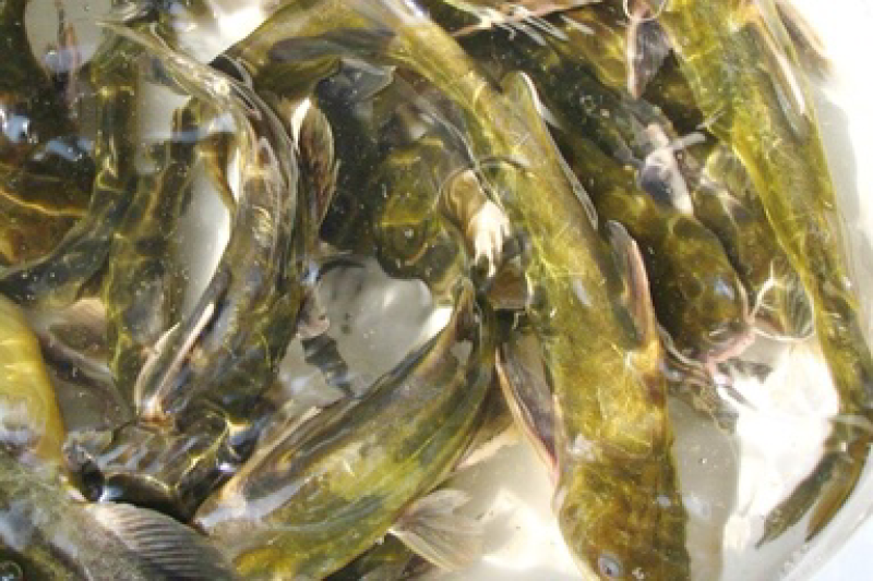 黄颡鱼苗及各种鱼苗，包技术，长势快，包成活，基地直供