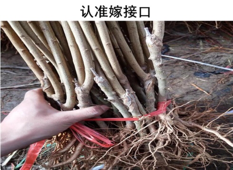 李子树苗嫁接树苗脆李空心李树苗四川地载南方种植特晚熟当年