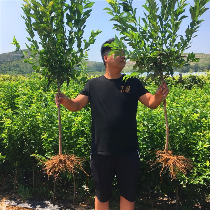 李子树苗嫁接树苗脆李空心李树苗四川地载南方种植特晚熟当年