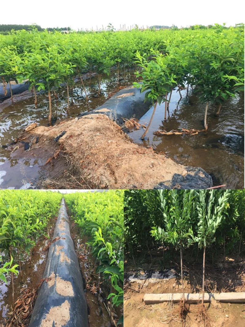 李子树苗嫁接树苗脆李空心李树苗四川地载南方种植特晚熟当年