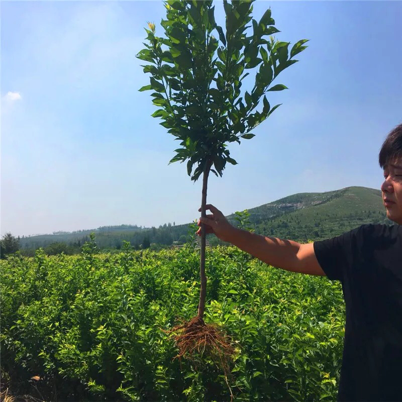 李子树苗嫁接树苗脆李空心李树苗四川地载南方种植特晚熟当年