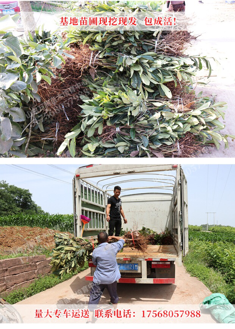 大五星枇杷苗嫁接枇杷树苗南方北方种植果树苗琵琶苗