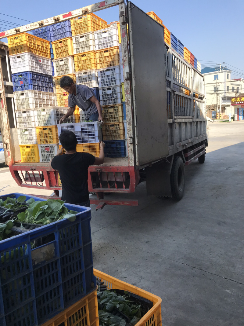 西兰花种苗优质种苗精心培育货源充足质量保证