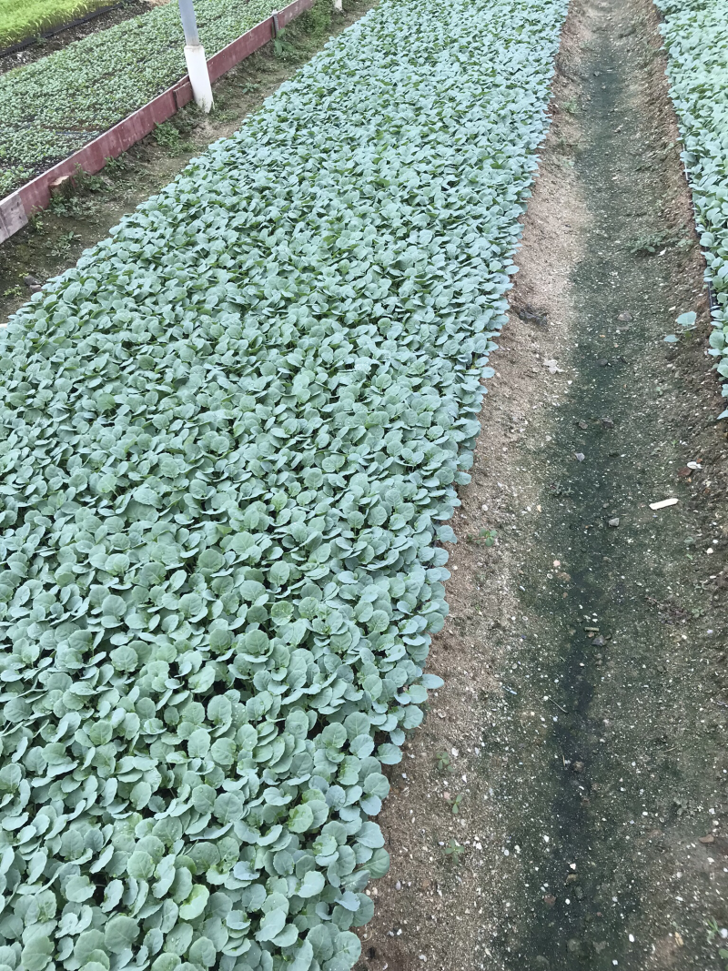 西兰花种苗优质种苗精心培育货源充足质量保证