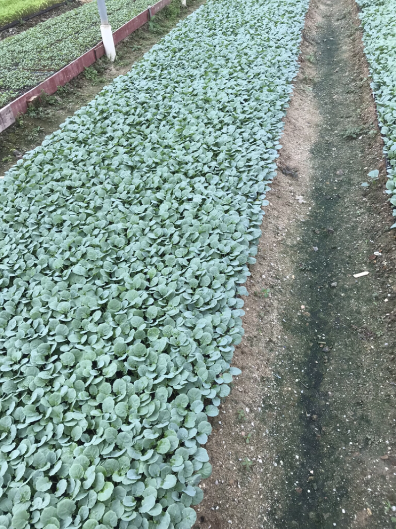 西兰花苗，定植后80天采收，顺丰快递全国包邮