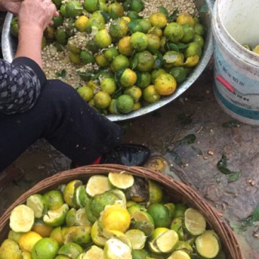 资阳软枝小叶香橙