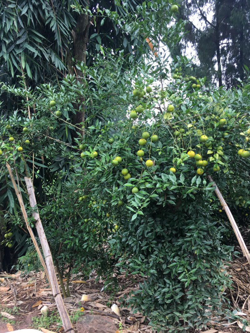 资阳软枝小叶香橙