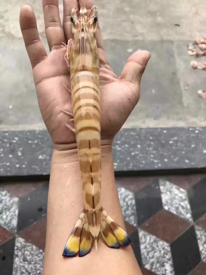 九节虾