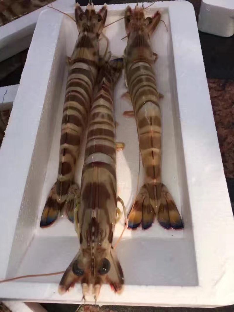 九节虾