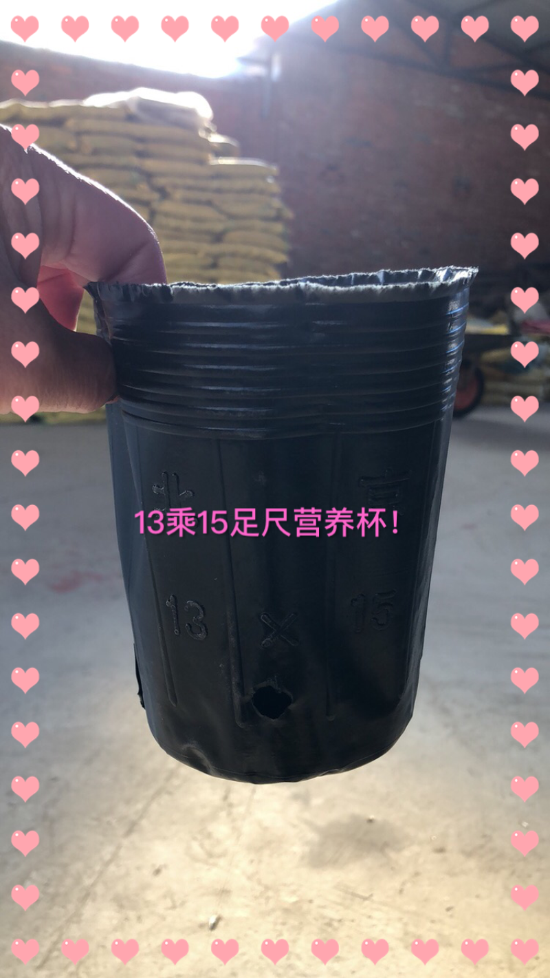13乘15足尺营养杯
