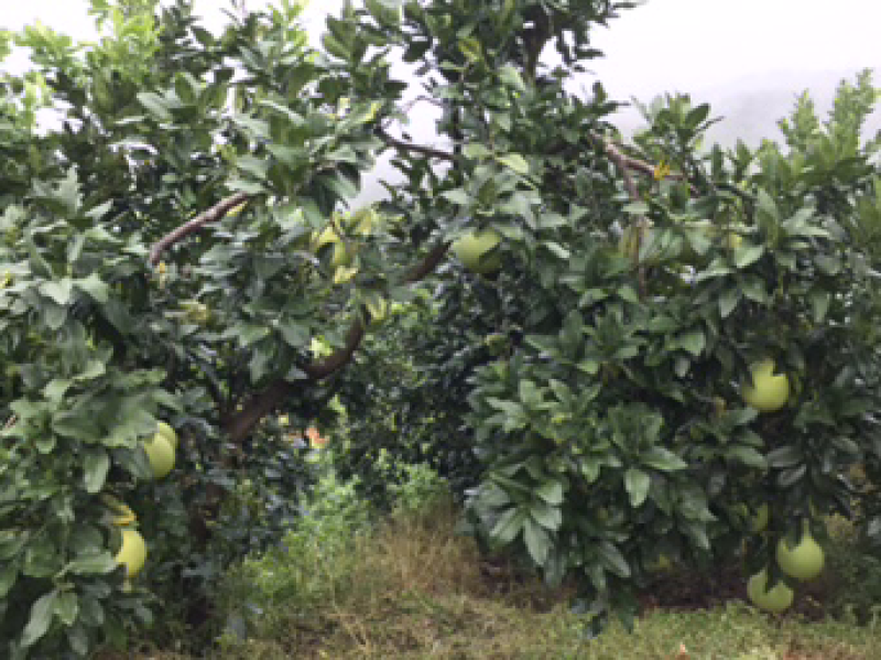 三红蜜柚，千亩种植基地，梅州蜜柚个大味美