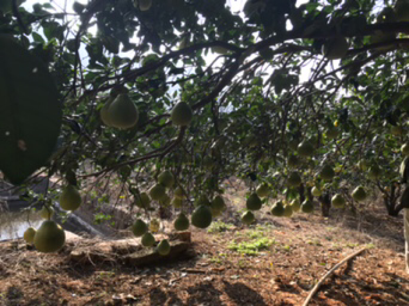 三红蜜柚，千亩种植基地，梅州蜜柚个大味美