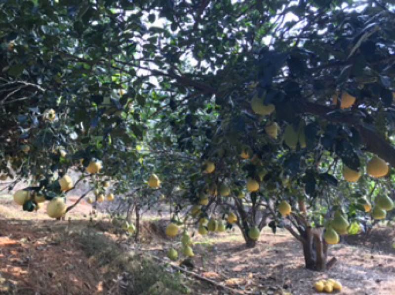 三红蜜柚，千亩种植基地，梅州蜜柚个大味美