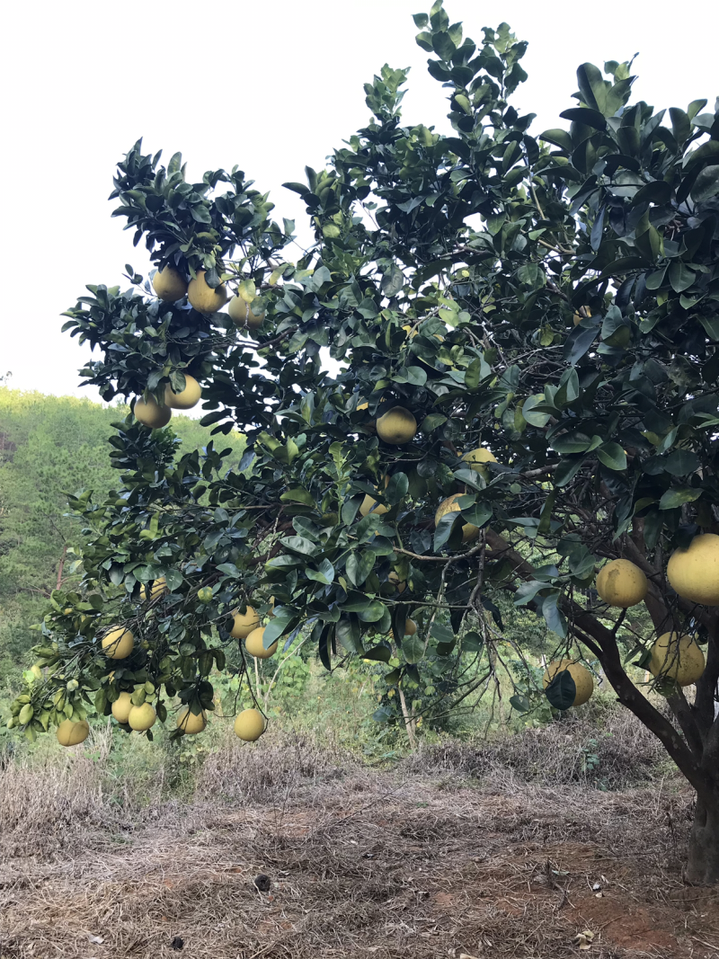 三红蜜柚，千亩种植基地，梅州蜜柚个大味美