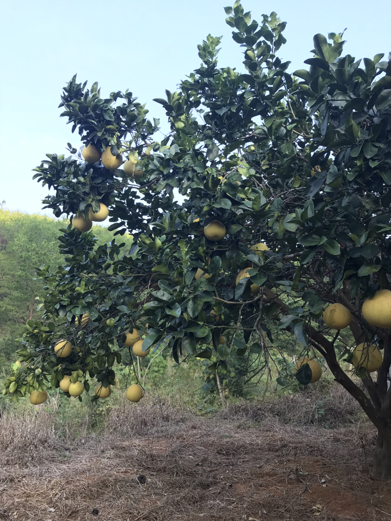 三红蜜柚，千亩种植基地，梅州蜜柚个大味美