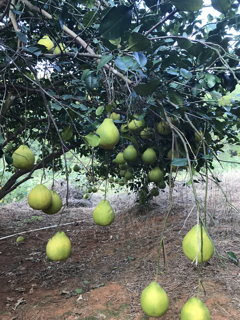 三红蜜柚，千亩种植基地，梅州蜜柚个大味美