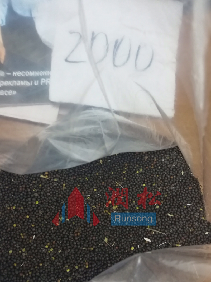 2018俄罗斯新油菜籽