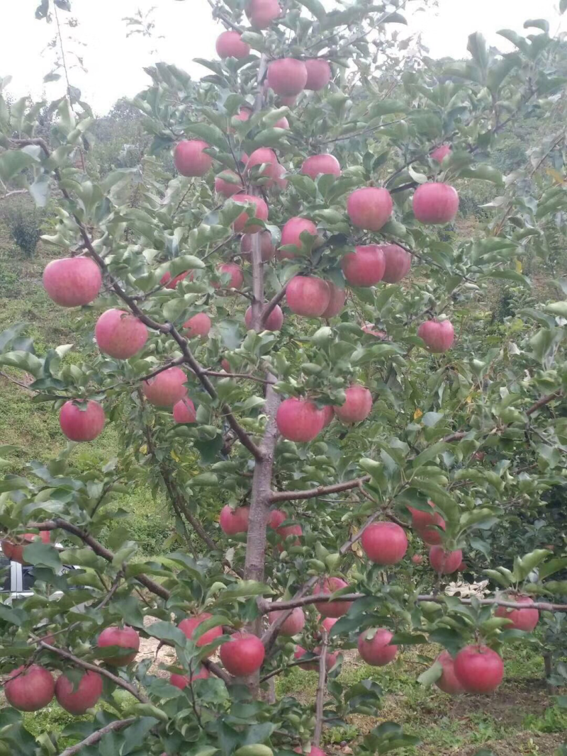 寒富苹果，吉林，长春周边联系