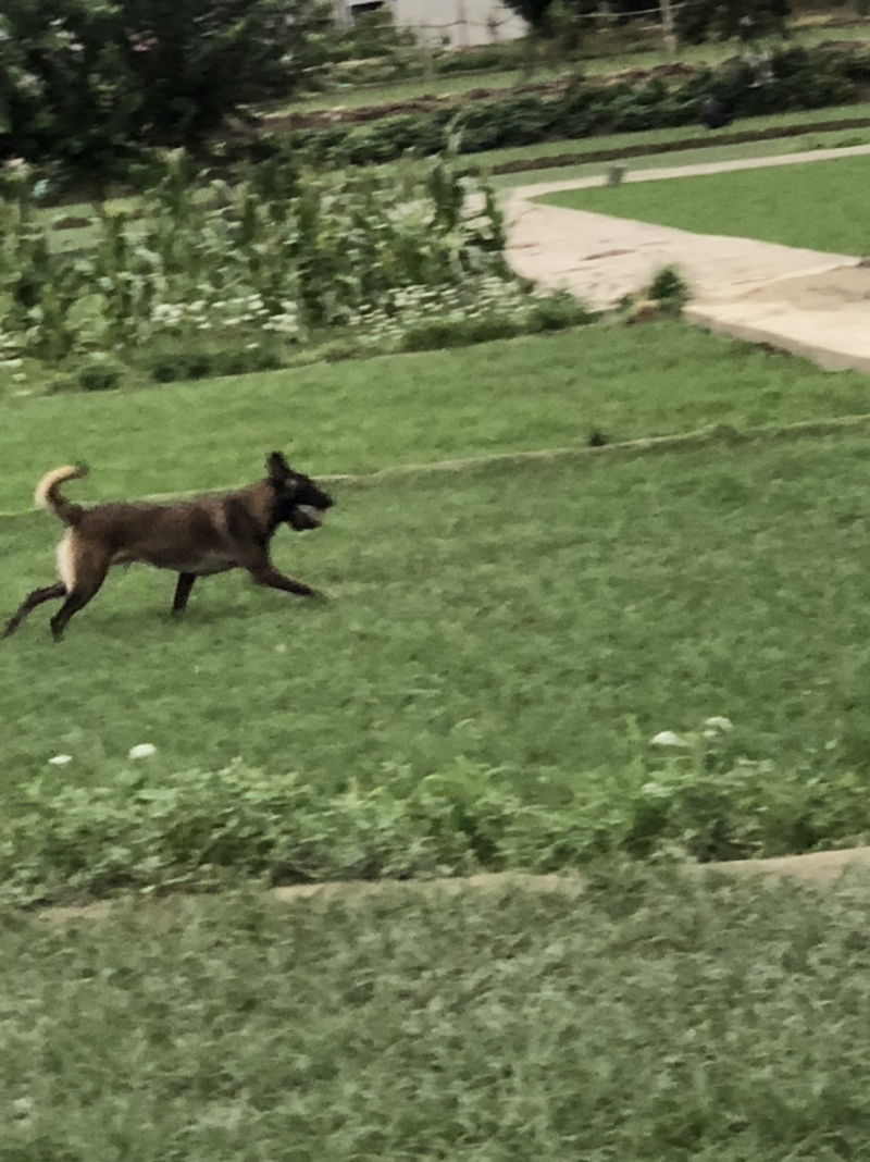 马犬