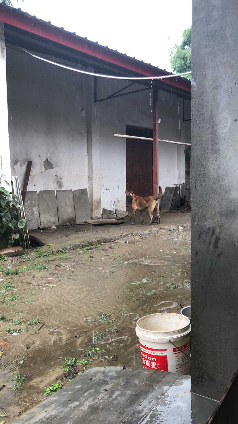 马犬
