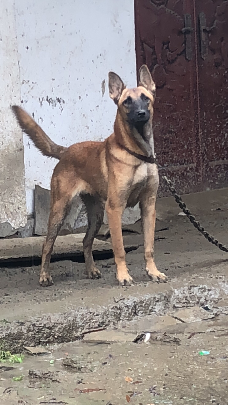 马犬