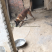 马犬