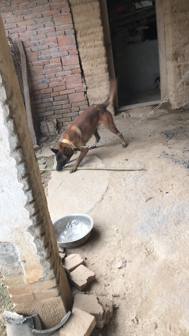 马犬