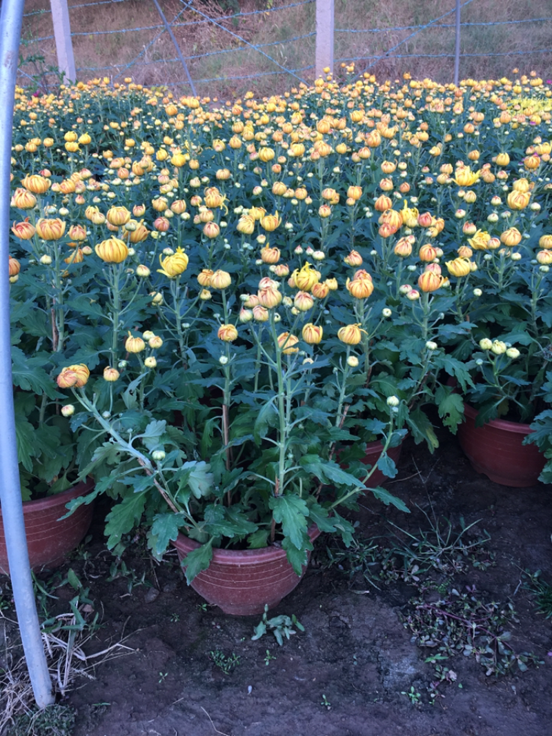 花样菊花