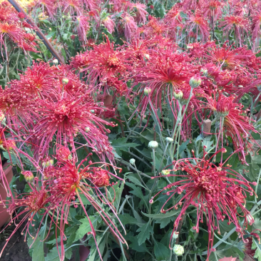 花样菊花