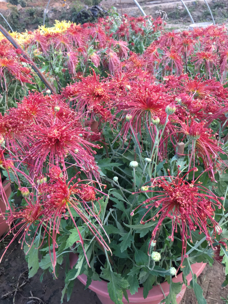 花样菊花