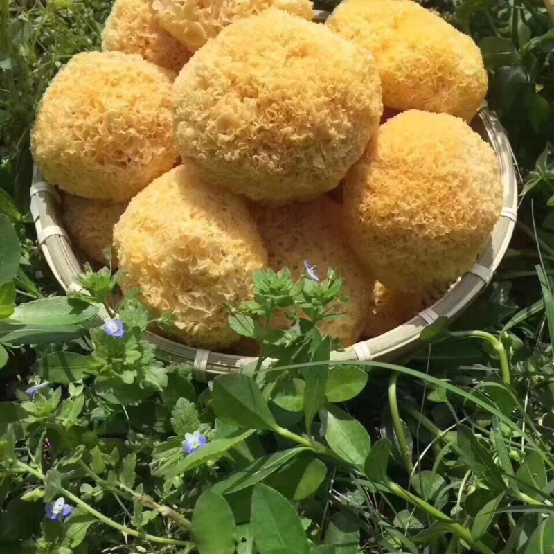 丑耳