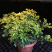 米兰花苗绿植四季常米兰花芳香花卉米兰盆栽