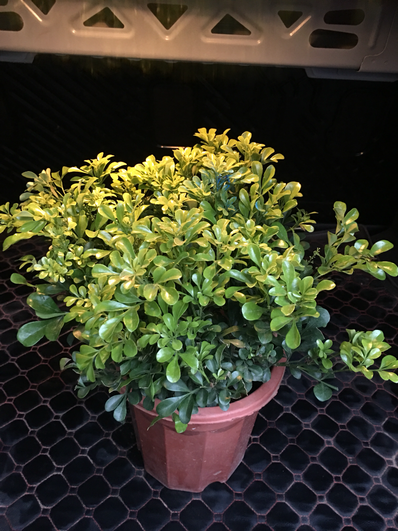 米兰花苗绿植四季常米兰花芳香花卉米兰盆栽