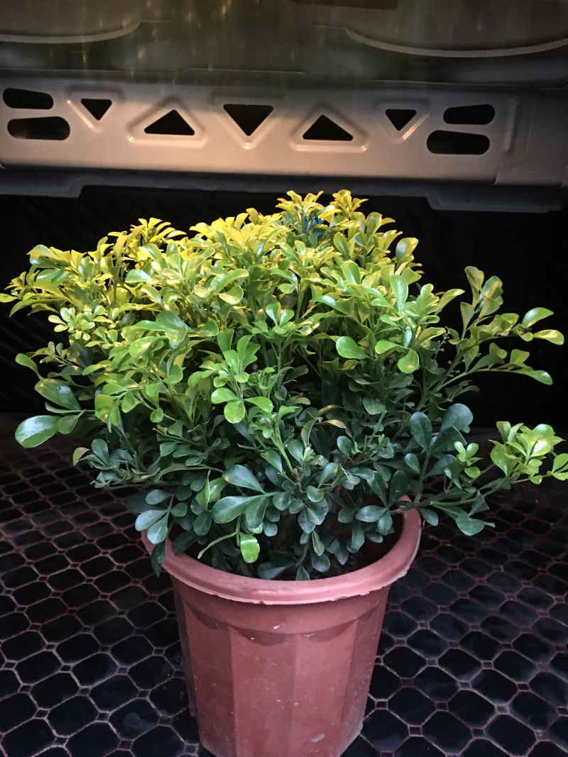 米兰花苗绿植四季常米兰花芳香花卉米兰盆栽