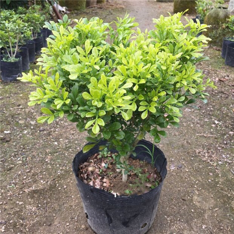 米兰花苗绿植四季常米兰花芳香花卉米兰盆栽
