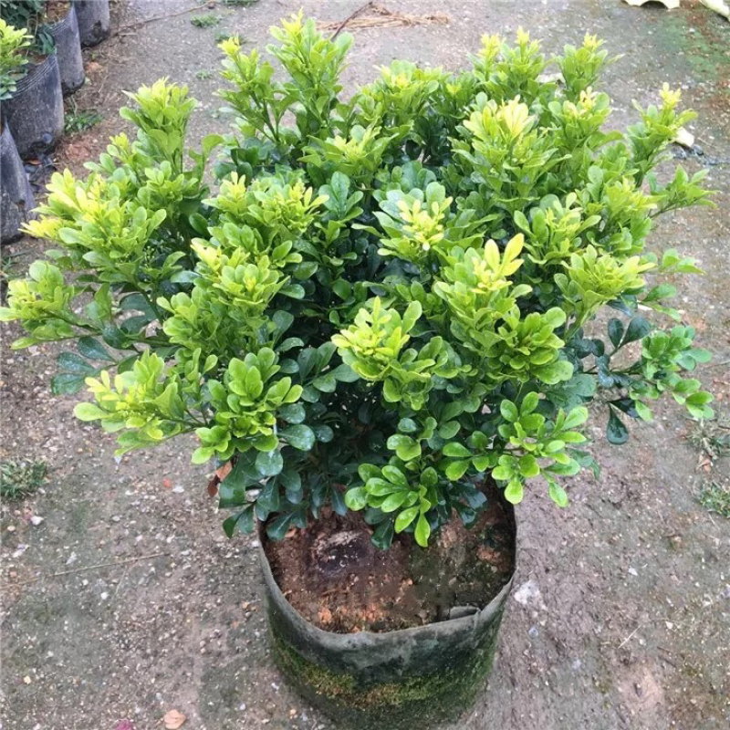 米兰花苗绿植四季常米兰花芳香花卉米兰盆栽