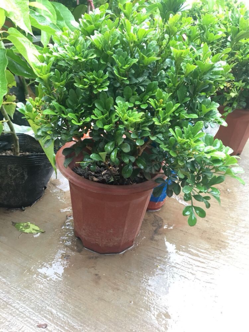 米兰花苗绿植四季常米兰花芳香花卉米兰盆栽
