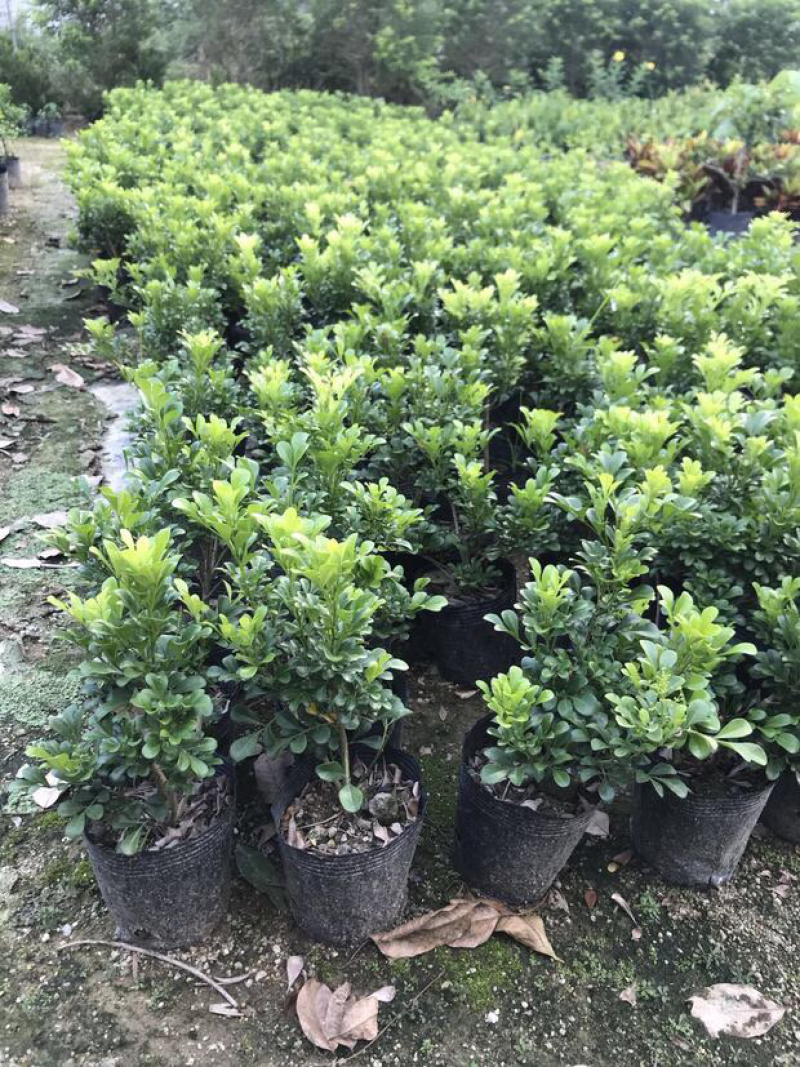 米兰花苗绿植四季常米兰花芳香花卉米兰盆栽