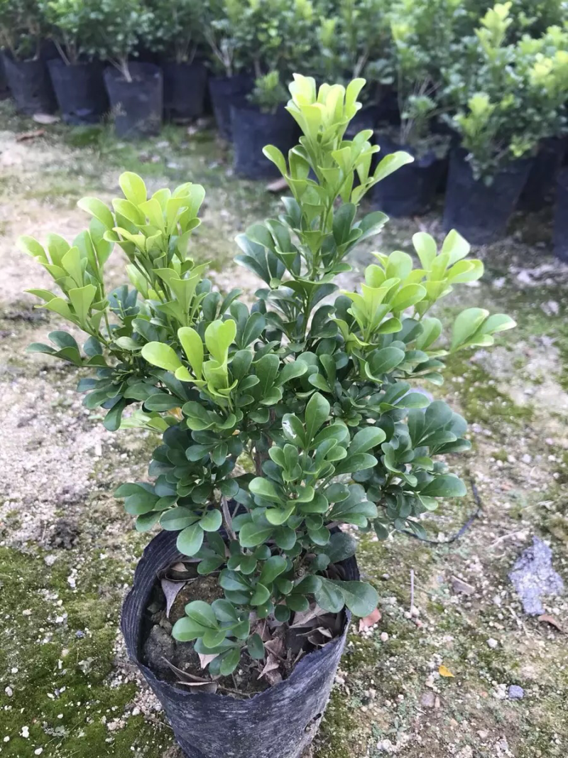 米兰花苗绿植四季常米兰花芳香花卉米兰盆栽