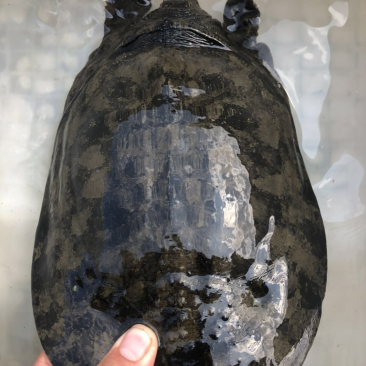 藕塘钓的甲鱼，3斤多