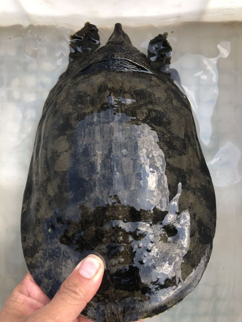 藕塘钓的甲鱼，3斤多
