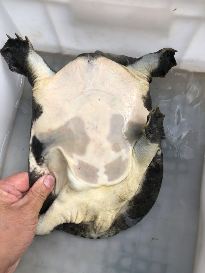 藕塘钓的甲鱼，3斤多