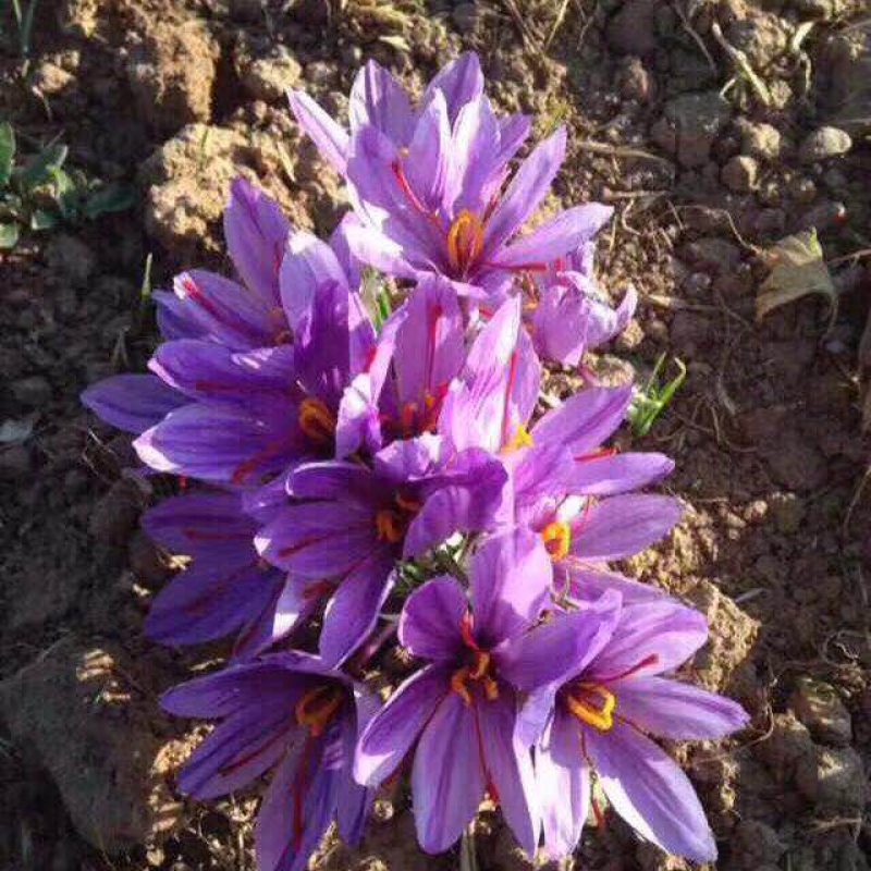 藏红花