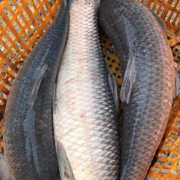 青鱼
